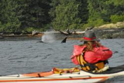 kayaking, killer whales, orcas, British Columbia